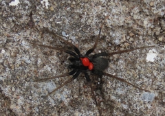 Phyxelididae