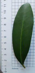 Diospyros australis