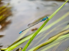 Pseudagrion