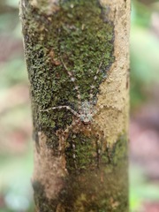 Pandercetes