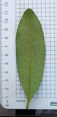 Diospyros australis