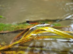 Libellago aurantiaca