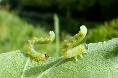 Pristiphora testacea