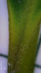 Diospyros australis