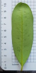 Diospyros australis