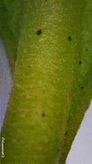 Diospyros australis