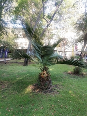 Jubaea chilensis