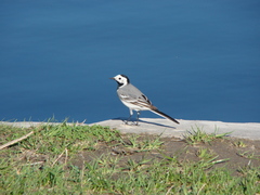 Motacilla alba alba