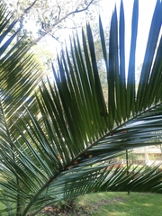 Jubaea chilensis