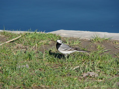Motacilla alba alba