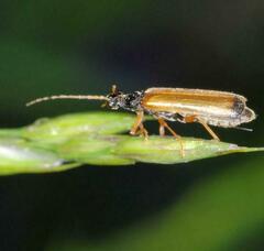 Rhagonycha lignosa