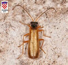 Rhagonycha lignosa