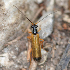 Rhagonycha lignosa