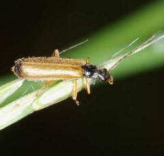 Rhagonycha lignosa