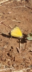 Eurema brigitta