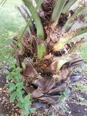 Jubaea chilensis