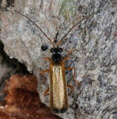 Rhagonycha lignosa
