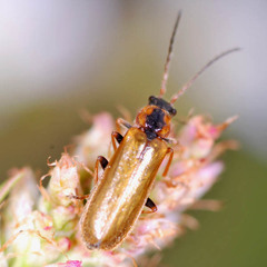 Rhagonycha nigriventris