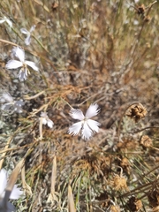 Dianthus albens