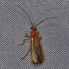 Rhagonycha translucida
