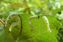 Pristiphora testacea