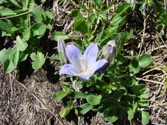 Campanula tridentata
