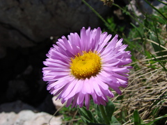 Erigeron caucasicus venustus