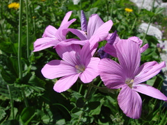 Linum hypericifolium