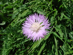 Psephellus dealbatus