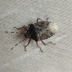 Rhaphigaster nebulosa