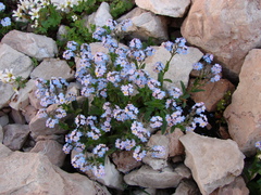 Myosotis alpestris