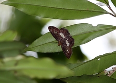 Gerosis phisara