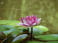 Nymphaea rubra