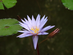 Nymphaea elegans