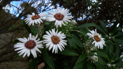 Macrolearia angustifolia