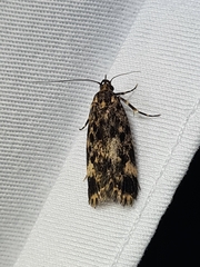 Barea codrella