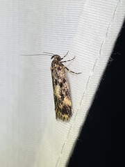 Barea codrella