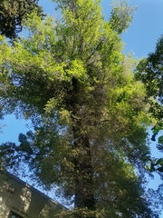 Ulmus