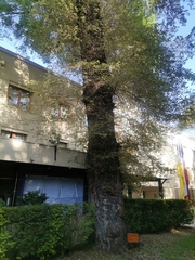 Ulmus