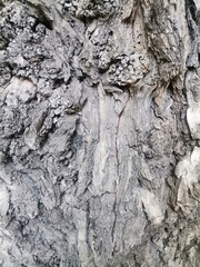 Ulmus
