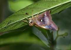 Hasora badra