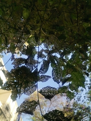 Ulmus