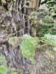 Ulmus