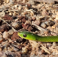 Philothamnus hoplogaster