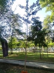 Ginkgo biloba