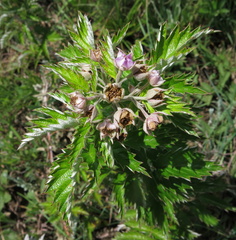Rubus ludwigii