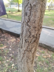 Ginkgo biloba