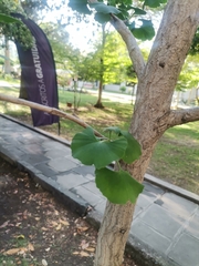 Ginkgo biloba