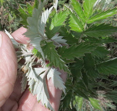 Rubus ludwigii