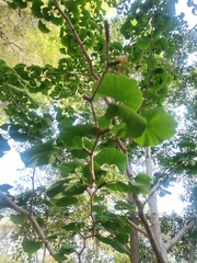 Ginkgo biloba